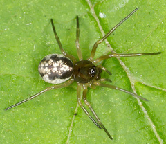 Pachygnatha listeri