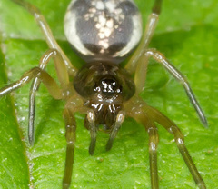 Pachygnatha listeri