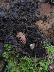 Polydesmus complanatus