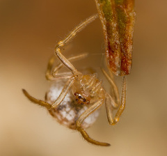 Paidiscura pallens