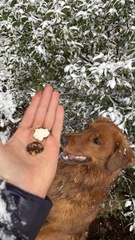 Leucogaster citrinus