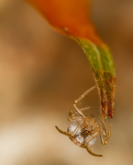 Paidiscura pallens