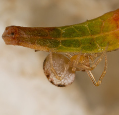 Paidiscura pallens