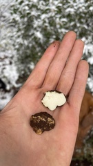 Leucogaster citrinus