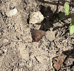 Callophrys augustinus