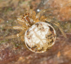 Paidiscura pallens