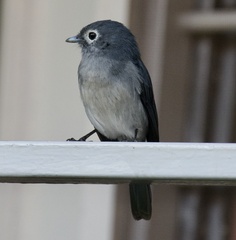 Melaenornis fischeri