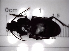 Pterostichus