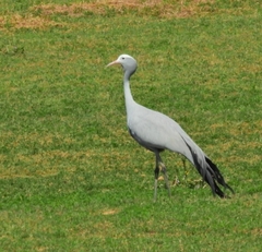 Anthropoides paradiseus