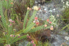 Leucospermum truncatulum