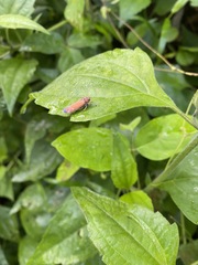 Bothrogonia addita