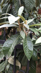 Eriobotrya japonica
