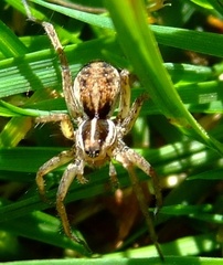 Pardosa palustris