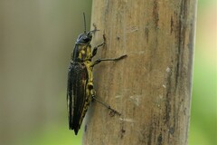 Cyphogastra