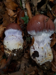 Cortinarius praestans