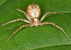 Philodromus cespitum