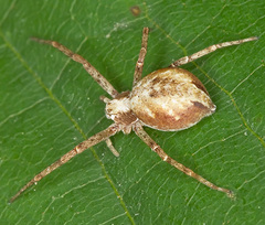 Philodromus cespitum
