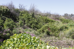 Pteridium aquilinum capense