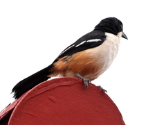 Laniarius ferrugineus