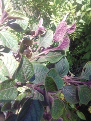 Plectranthus