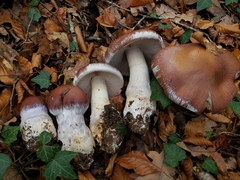 Cortinarius praestans