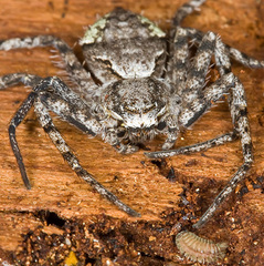 Philodromus margaritatus