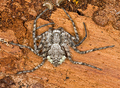 Philodromus margaritatus