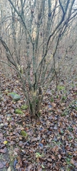Syringa vulgaris