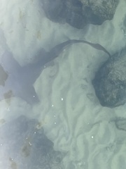 Ginglymostoma cirratum