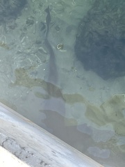 Ginglymostoma cirratum
