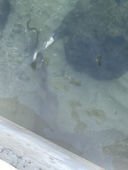 Ginglymostoma cirratum