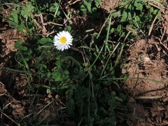 Bellis sylvestris