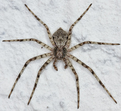 Philodromus margaritatus