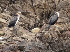 Phalacrocorax carbo lucidus