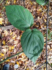 Viburnum setigerum