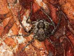 Philodromus margaritatus