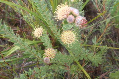 Leucospermum truncatulum