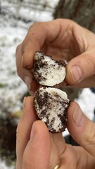 Leucogaster citrinus