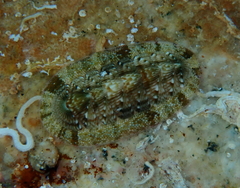 Rhyssoplax olivacea