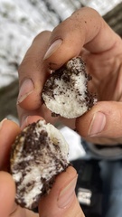 Leucogaster citrinus