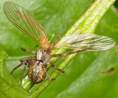 Philodromus collinus