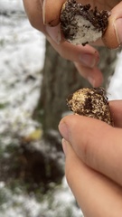 Leucogaster citrinus