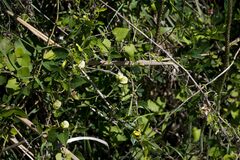 Macrotyloma axillare axillare