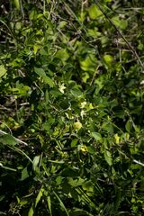 Macrotyloma axillare axillare