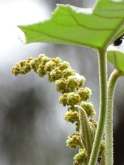 Croton gossypiifolius