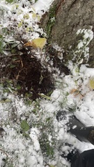 Leucogaster citrinus