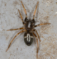 Phrurolithus