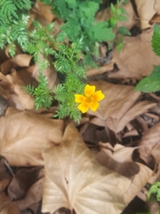 Tagetes lunulata