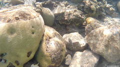 Abudefduf vaigiensis
