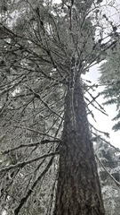 Leucogaster citrinus